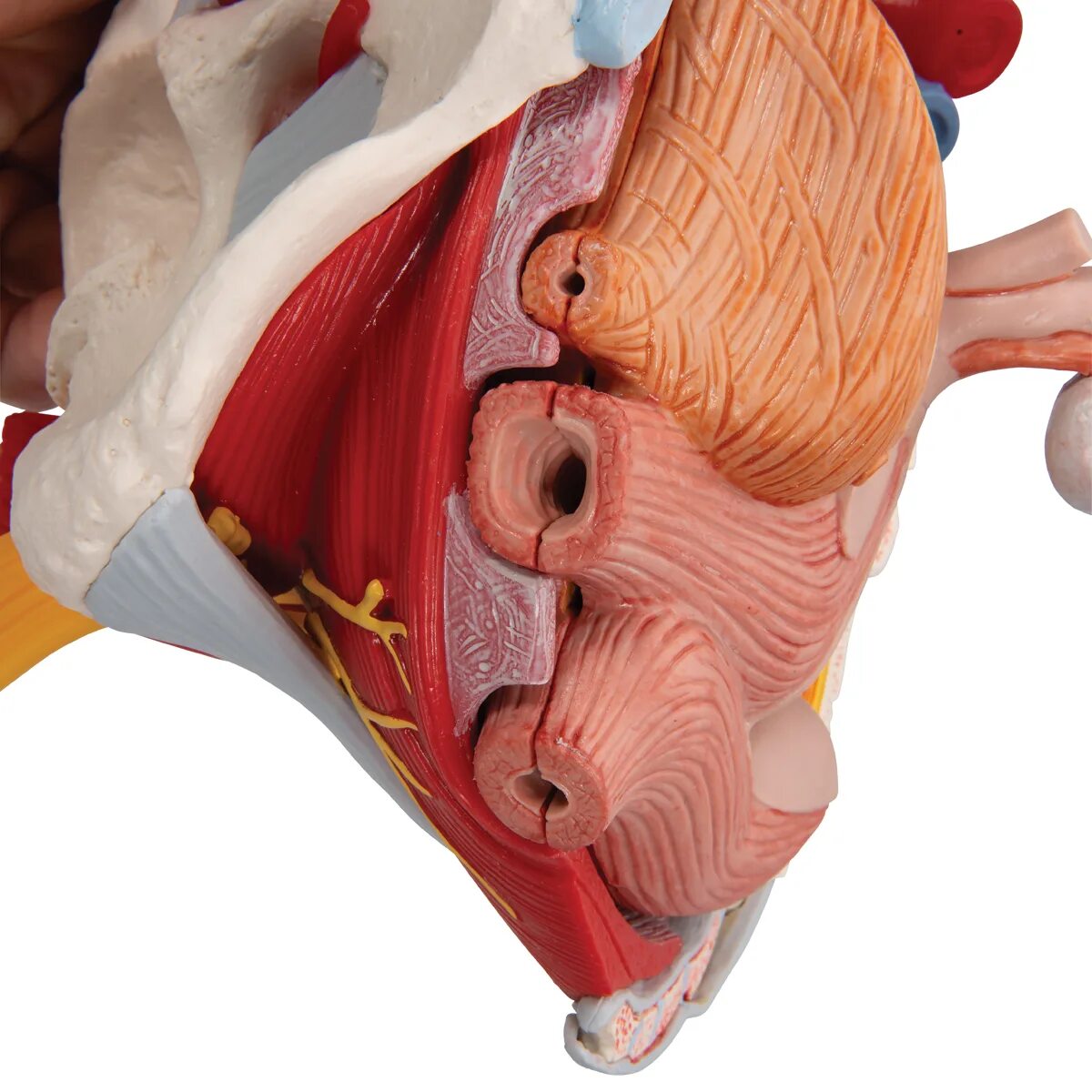 Тазовое дно анатомия. Мышцы тазового дна анатомия. Связки мышц тазового дна. Анатомическая модель тазового дна женщины. Женский орган между