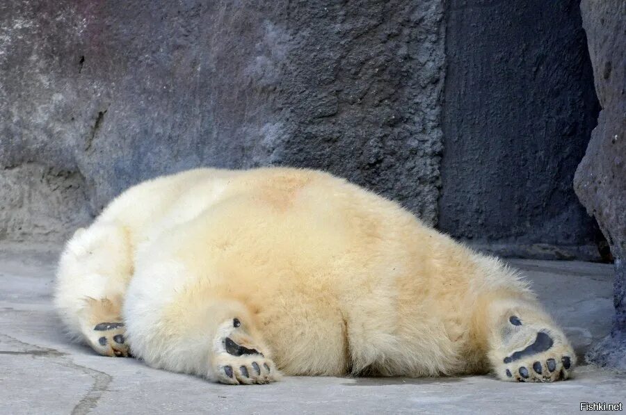 Подними нет. Уставший медведь. Уставший Медвежонок. Медведь хочет спать.