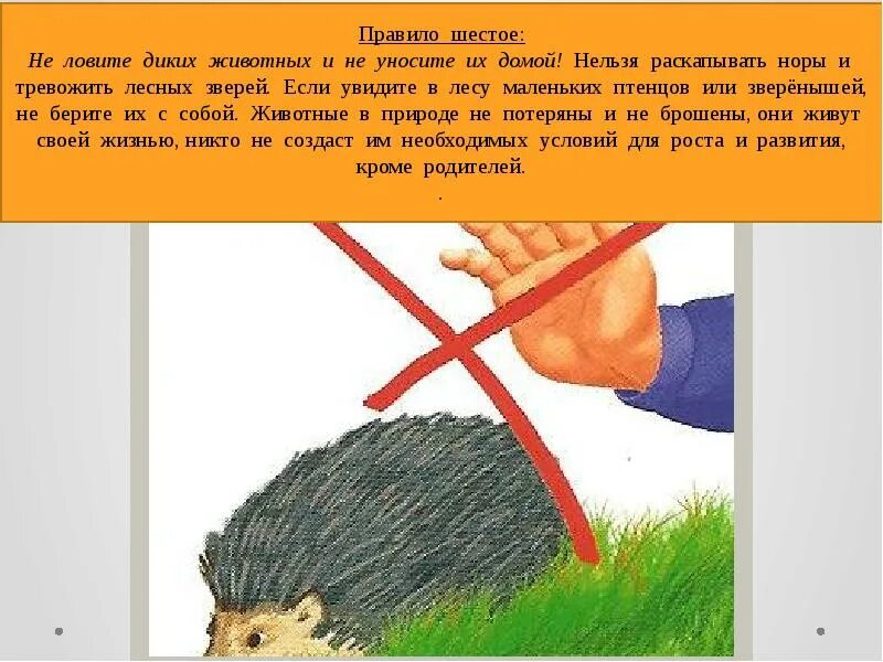 Поймайте животное с помощью