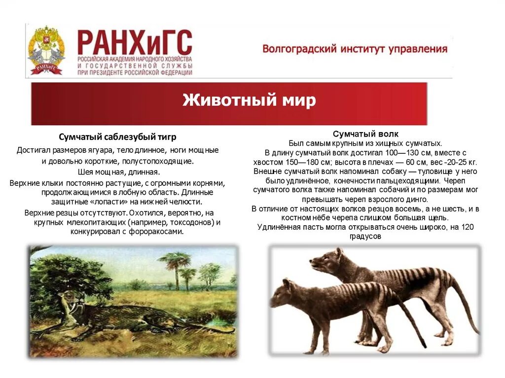 Описание картины нападение саблезубого тигра история