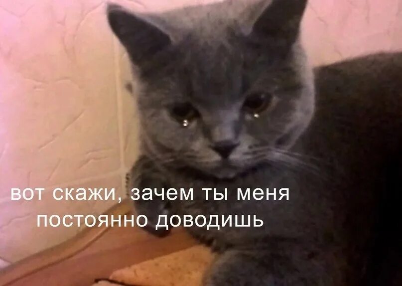 Двусмысленные шутки. Хватит прикалываться надо мной. Издеваться цитата. Ты не издевался надо мной. Садистка мем.