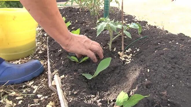 Чем лучше подкормить жимолость. Жимолость подкормил азотом. Подкормка жимолости весной. Постичь жимолость после сбора урожая. Чем подкормить жимолость весной для хорошего урожая.