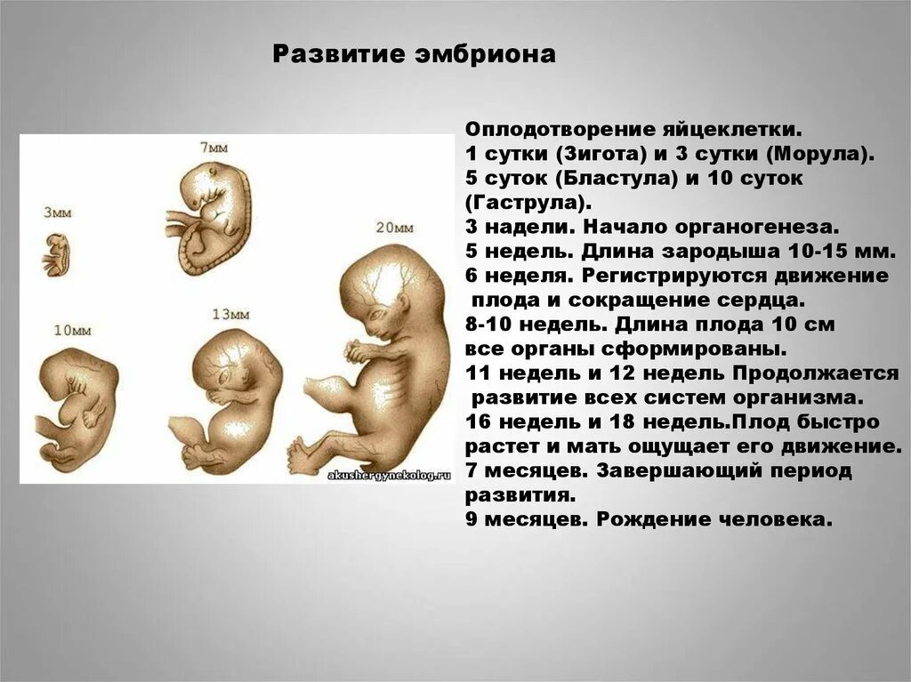 Эмбриональное развитие человека происходит в. Этапы развития эмбриона и плода. этапы развития эмбрион зародыш. стадии развития плода человека. стадии развития эмбриона человека.