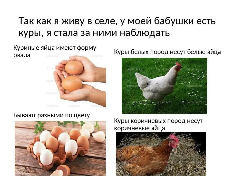 Можно ли курам подкладывать яйца. Курица наседка на яйцах. Количество яиц под курицу. Наседка курица высиживает яйца. Вывод цыплят под наседкой.