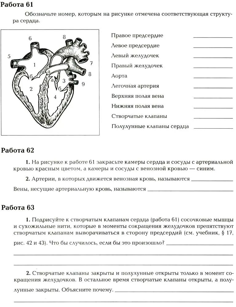 Контрольная работа по теме кровообращения. Биология 8 класс рабочая тетрадь драгомилов. Биология рабочая тетрадь 8 класс маш драгомилов сердце. Проверочная работа строение сердца. Рабочая тетрадь по биологии 8 класс строение сердца.