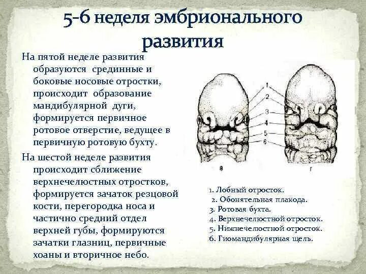 Формирование лица эмбриона. Формирование лица у зародыша человека. Этапы развития челюстно лицевой области. Развитие лица в эмбриогенезе.