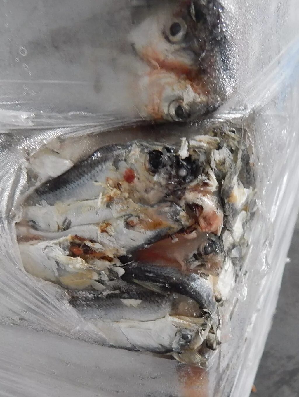 анизакиды паразиты рыбы. перечислите способы заморозки рыбы. способы заморозки рыбы товароведение. заморозка рыбы от паразитов. вымораживание описторхоза.