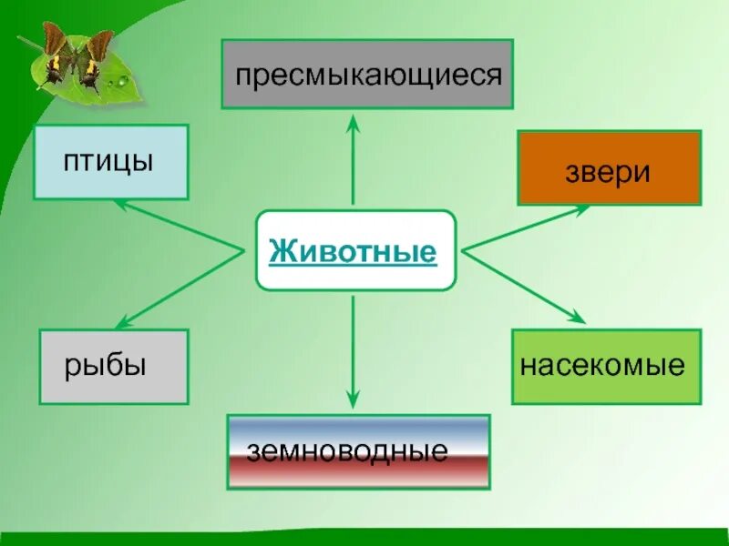 Многообразие животных 2 класс