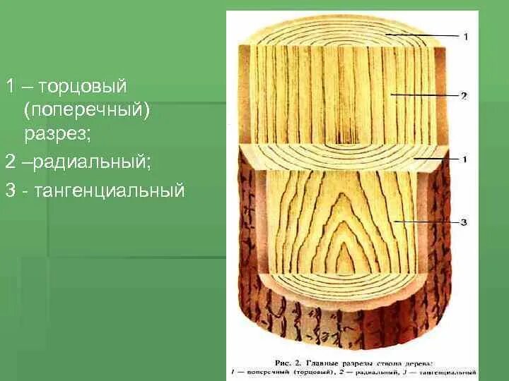 Поперечный и продольный срез. Срезы дерева поперечный радиальный тангенциальный. Поперечный радиальный тангентальный разрез древесины. Тангенциальный радиальный и поперечный срез. Радиальный тангенциальный поперечный срез древесины.