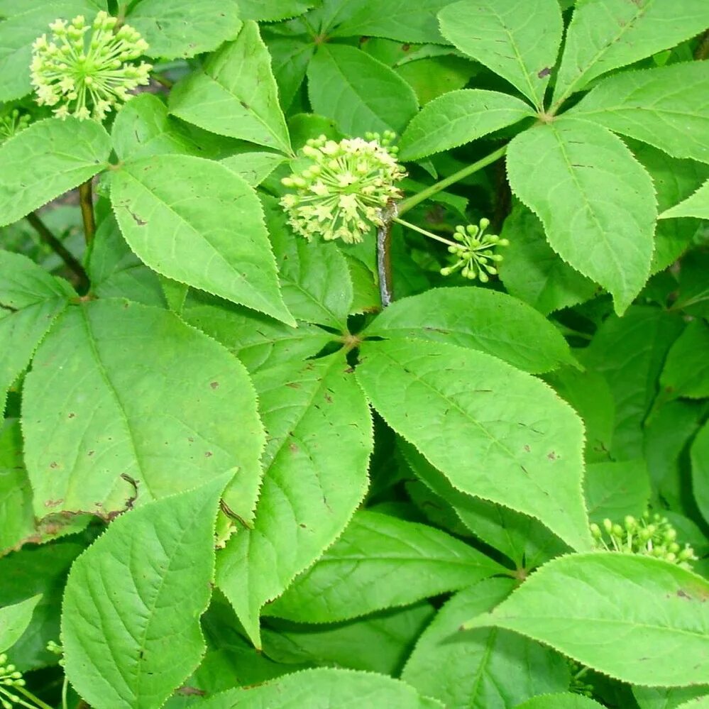 Panax quinquefolius. Аралия шмидта. Женьшень рассада. Аралия маньчжурская приморский край. Женьшень маньчжурский.