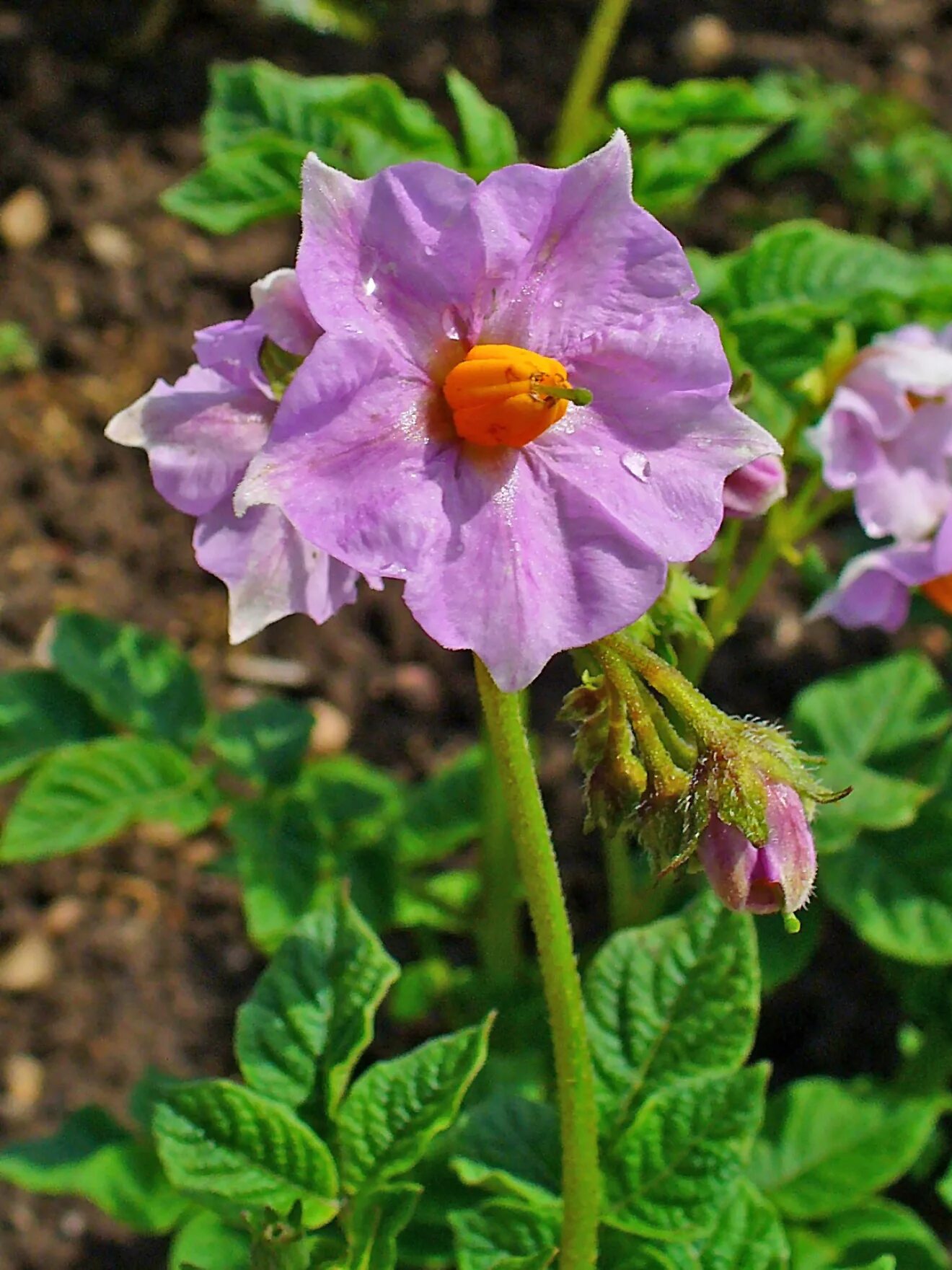 Картофель паслен клубненосный впр. Паслен клубненосный. solanum tuberosum цветок. солянум туберозум. паслен картофель.