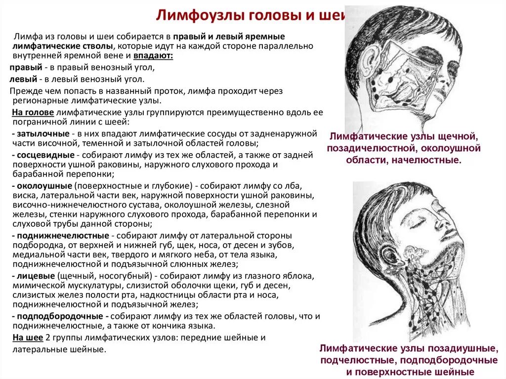 Лимфатическая система головы и шеи схема. Схема лимфатической системы узлов лица. Схема оттока лимфы от головы и шеи. Схема лимфоузлов на голове. Лимфоузел после массажа