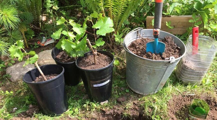 Когда сажать виноград в открытый грунт. Посадка Чубуков винограда весной. Саженцы в грунте. Посадка винограда фото. Саженцы в ведре.