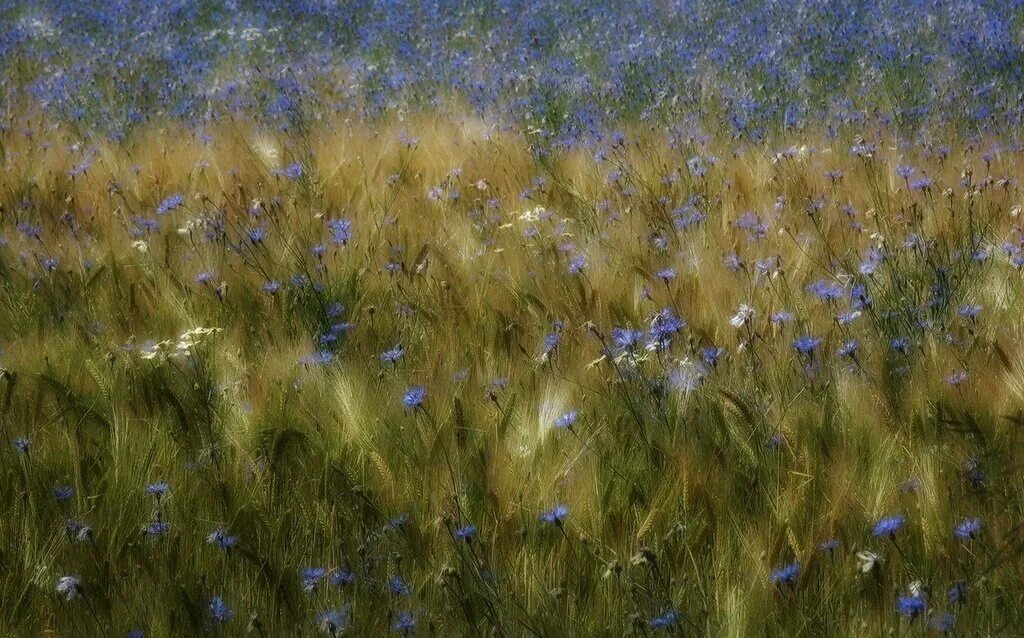 Луга россии. Он паш т поле. Пахотные поля белоруссия. Трактор мтз-82 и тракторист. Он паш т поле.