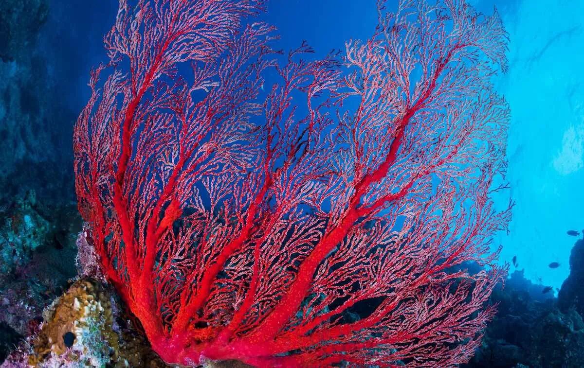 Red coral. Leiopathes коралл. Кауластрея коралл. Красный благородный коралл.