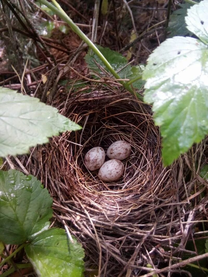 гнезда в кустах. камышовка яйца гнездо. гнездо для птиц. заброшенные гнезда. гнезда в кустах.