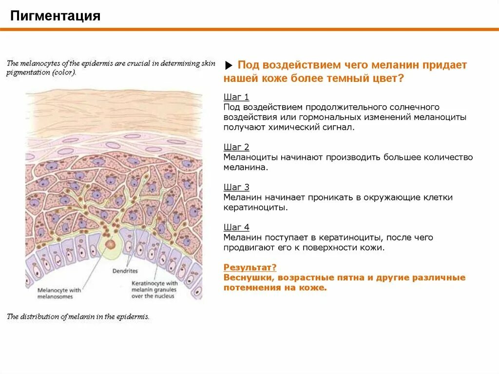 Пигмент содержащийся в коже. Меланин схема кожи. Синтез меланина в коже схема. Процесс образования пигментации.