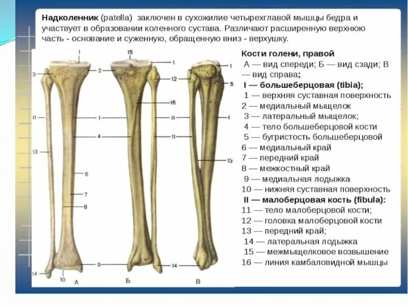 Кости голени соединения. Большеберцовая кость и малоберцовая кости. Большая берцовая кость анатомия. Большая берцовая кость анатомия человека. Кости голени малоберцовая кость.