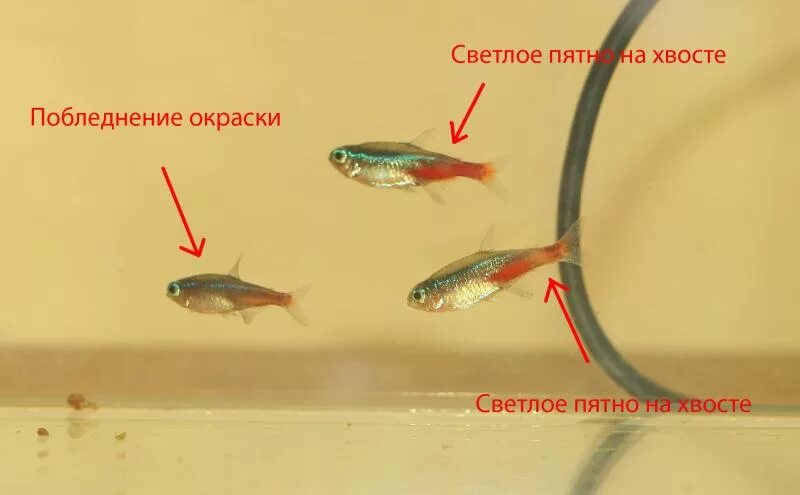 Неоны рыбки аквариумные как отличить самку от самца. Плистофороз у данио. Неон рыбка самец и самка. Горбатая рыбка аквариумная данио.