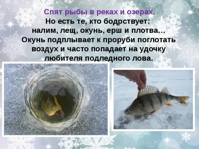 Рыбы спят зимой