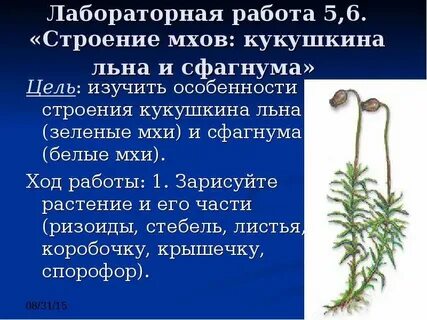 Вывод внешнее строение мхов