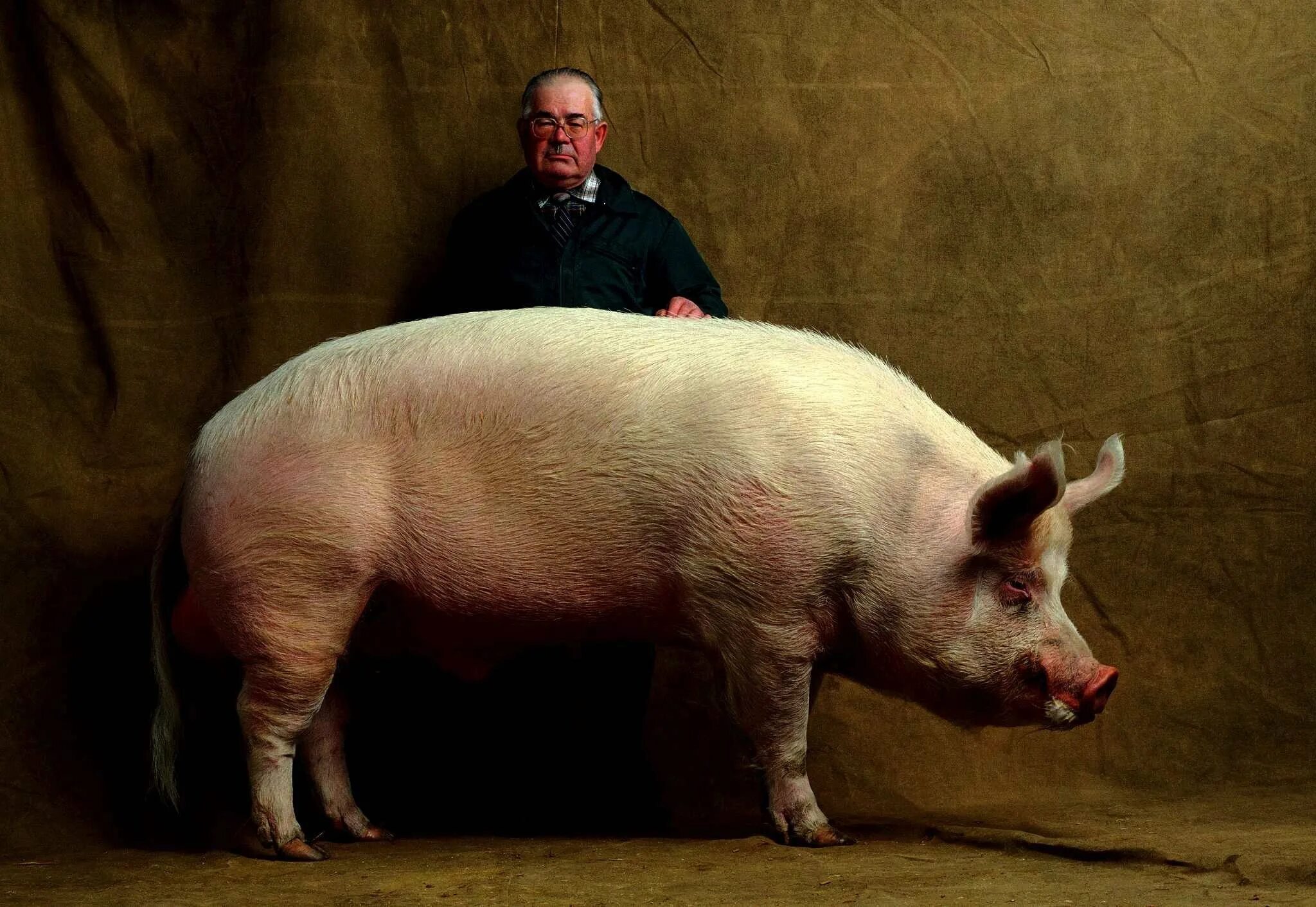 Big pig. Канадский бекон фильм 1995. Лакомб порода свиней.
