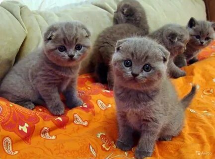 Продаю вислоухого котенка