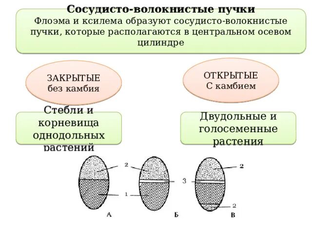 Примеры однодольных растений проводящие пучки Пучки однодольных растений