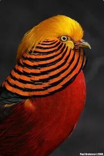 Коралловая птица
