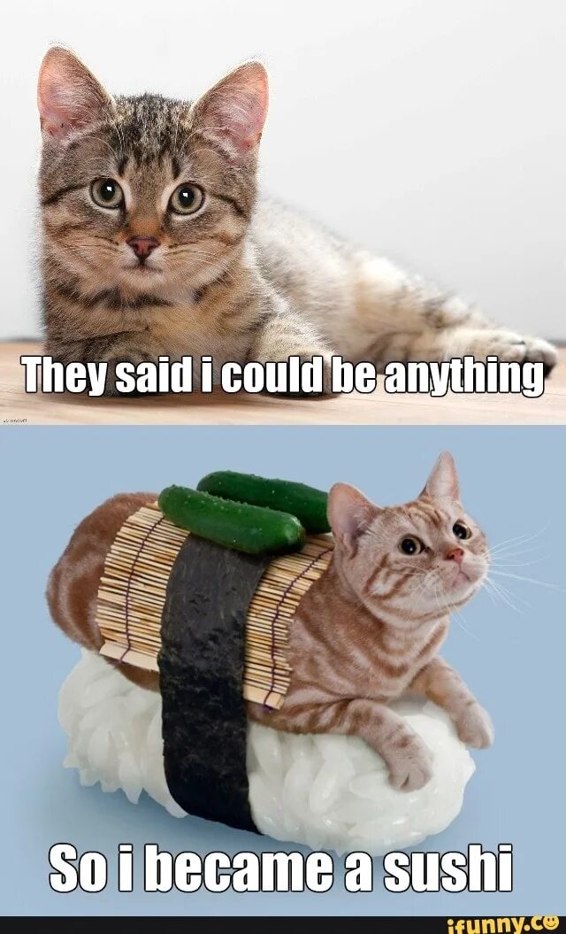 Мемы про суши. Кот суши Мем. Котик ролл Мем. Мем с котиками про суши.