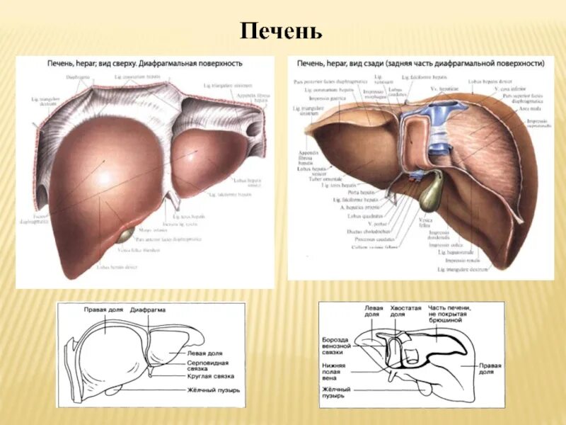 В ворота печени входят. Диафрагмальная и висцеральная поверхность печени. Синтопия печени анатомия. Сердечное вдавление печени анатомия. Доли висцеральной поверхности печени.