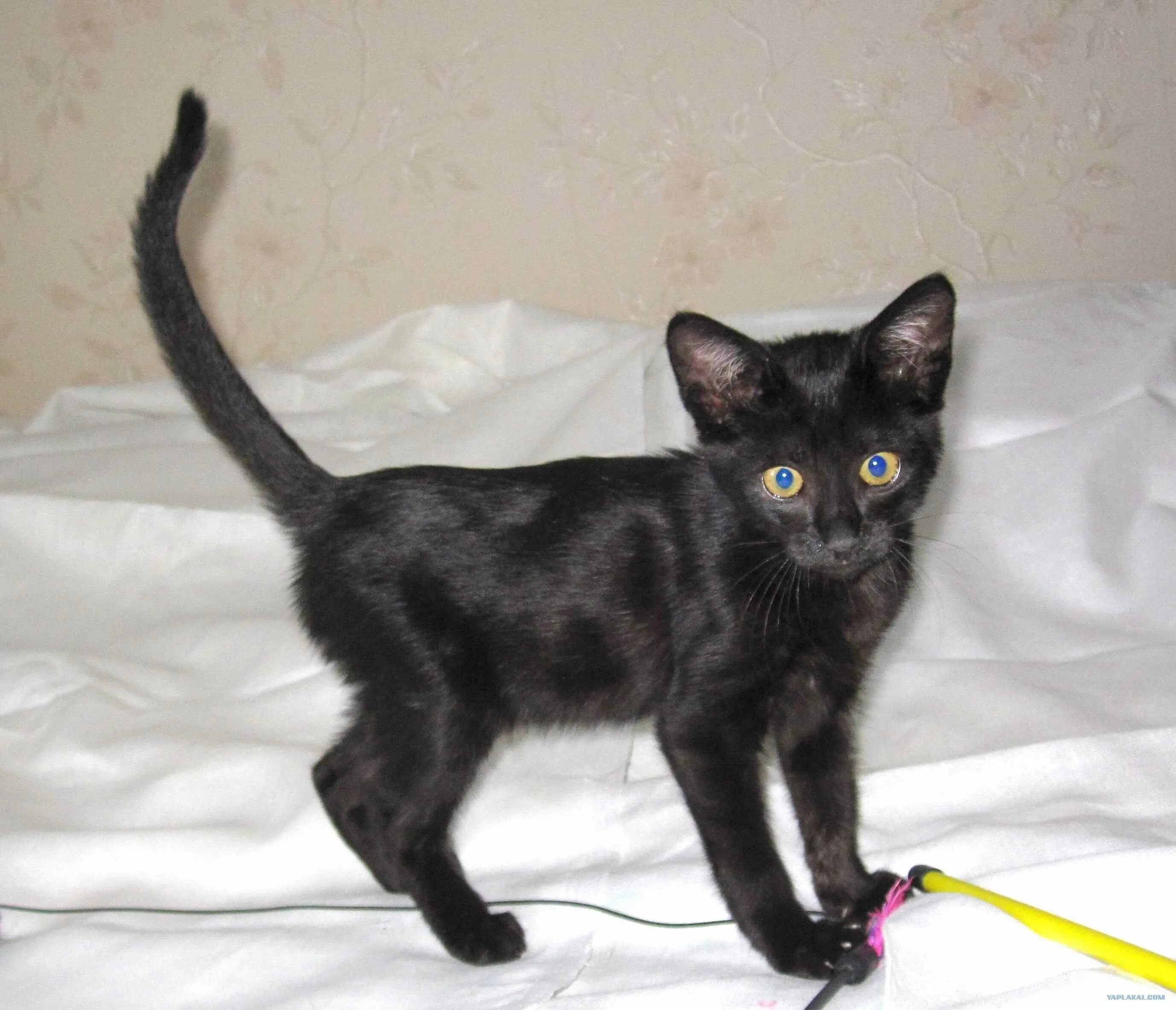Черный гладкошерстный котенок. Гладкошерстные котята 2 мес. Черные гладкошерстные котята 1 месяц. Чёрный кот порода гладкошерстная. Черные котята в добрые