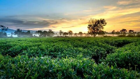 Assam