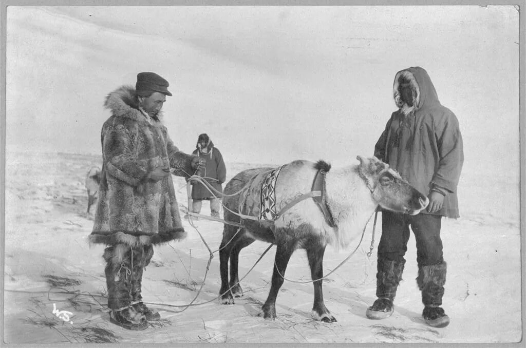 Олень эскимосов. Эскимосы упряжка. Финская Оленья упряжка 19 век. Аляска Эскимосы. Эскимосы оленеводы.