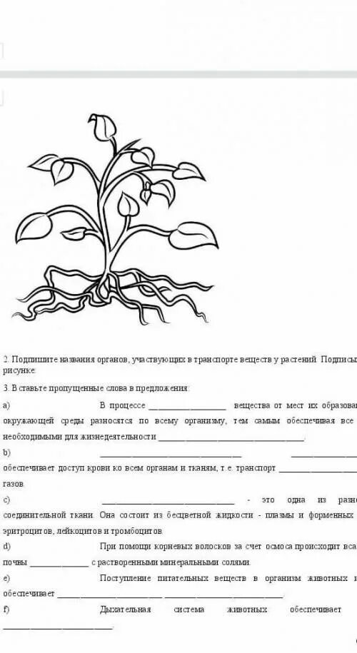 Транспорт веществ 8 класс. Тест по биологии 8 класс транспорт веществ. Передвижение веществ у растений 6 класс. Проверочная работа по биологии по теме обмен веществ. Эндоканаьинлидгая система организмам.