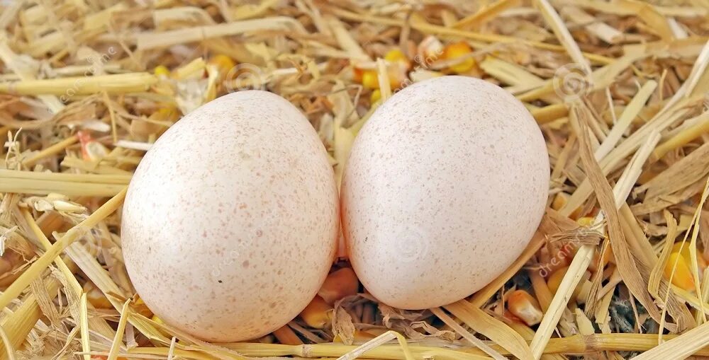 Сколько индюшка сидит на яйцах. Яйцо инкубационное индюшиное. Индюшиные яйца. Куриное и индюшиное яйцо. Яйцо белой индюшки.