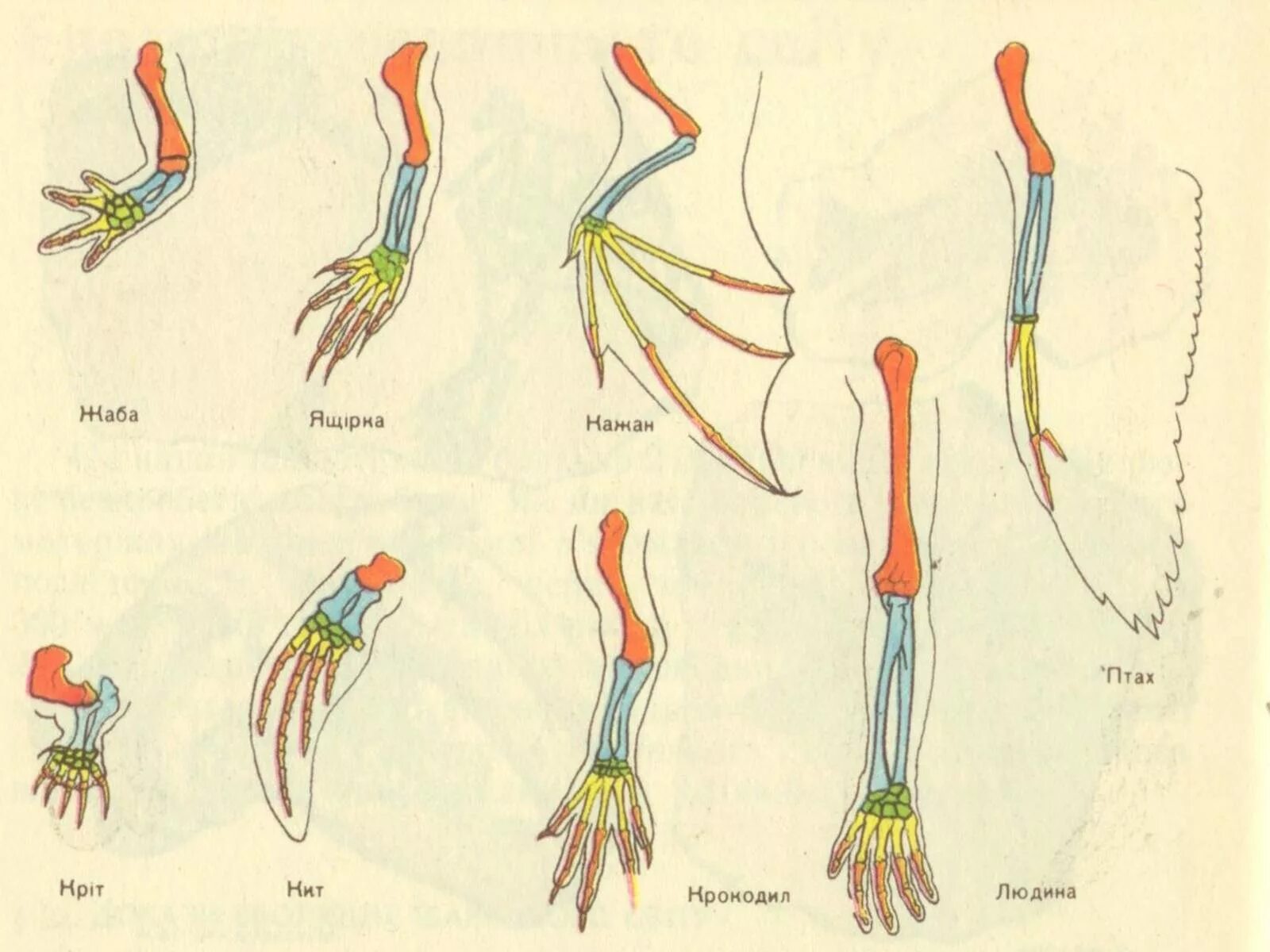 Ласты кита и роющие конечности крота. Эволюция скелета конечностей хордовых. Скелет передних конечностей позвоночных. Схема строения конечности любого наземного хордового животного. Передние конечности позвоночных животных.