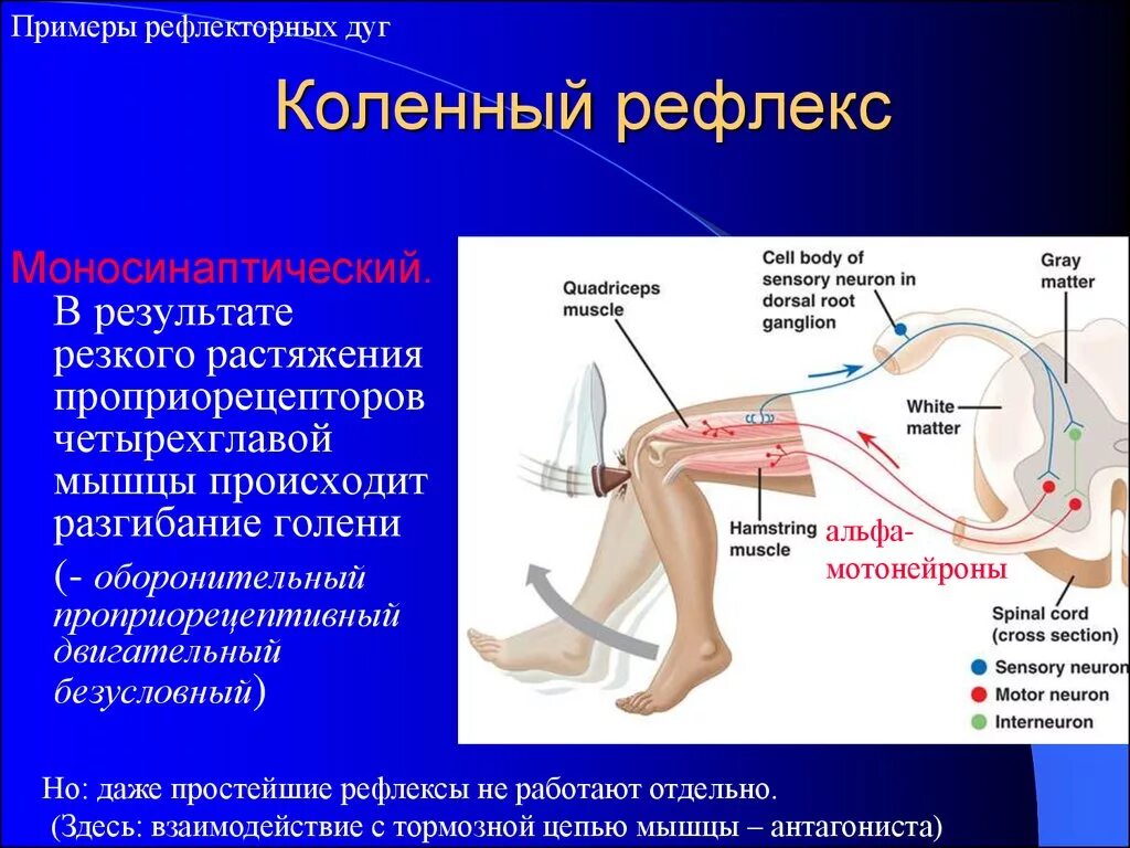 Где находится рефлекс. Схема рефлекторной дуги коленного рефлекса. Коленный рефлекс рефлекторная дуга физиология. Коленный рефлекс ответная реакция. Рефлекторная дуга коленного рефлекса кратко.