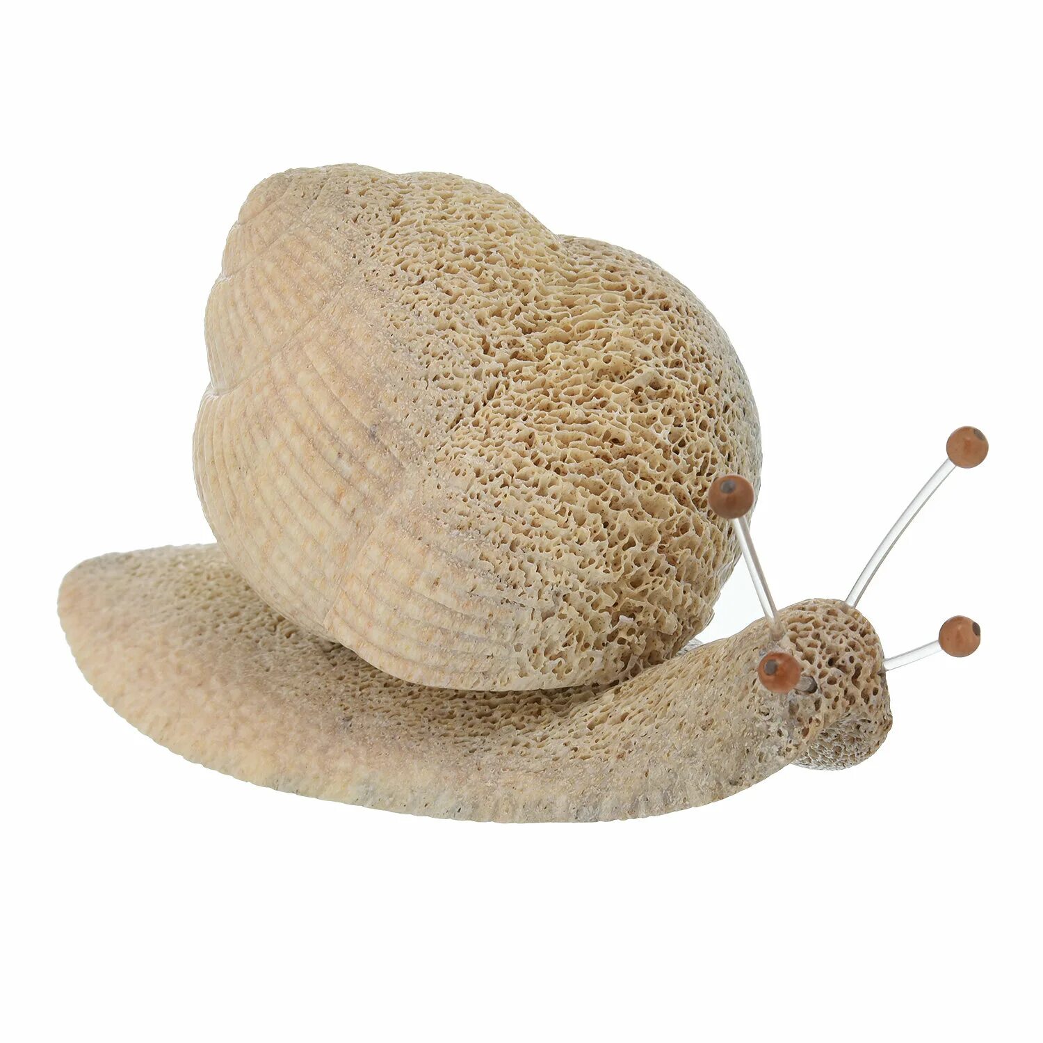 улитка колумбелида. обои на рабочий стол улитки. улитка. улитка костя. улитка неретина красногубая.