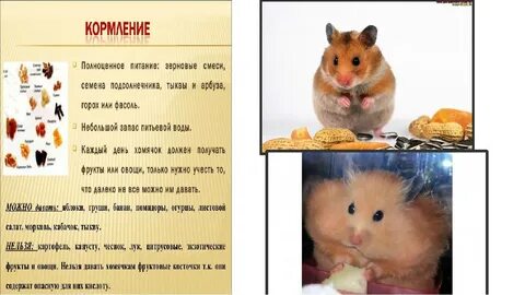 Что нельзя давать хомякам
