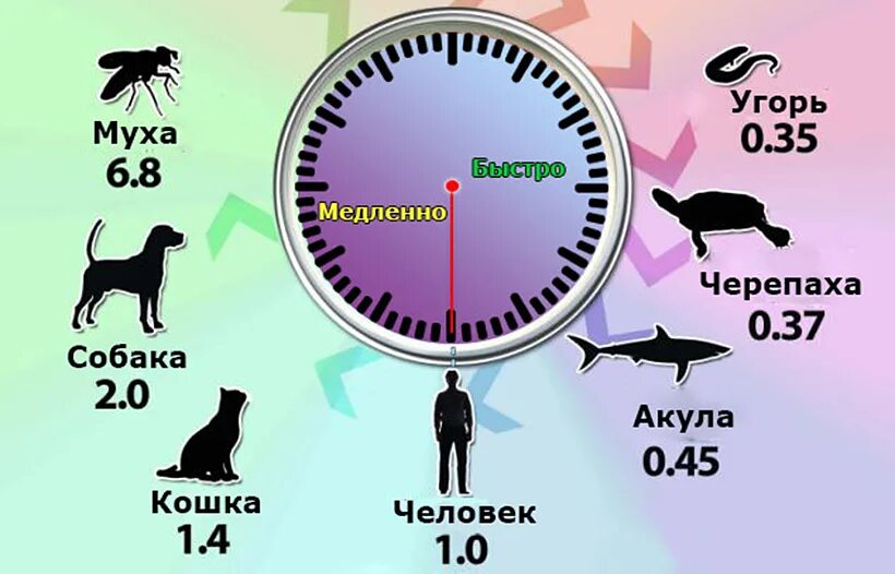 Какое животное слышит. Восприятие времени у животных. Инфографика восприятие времени. Скорость животных. Скорость восприятия у животных.