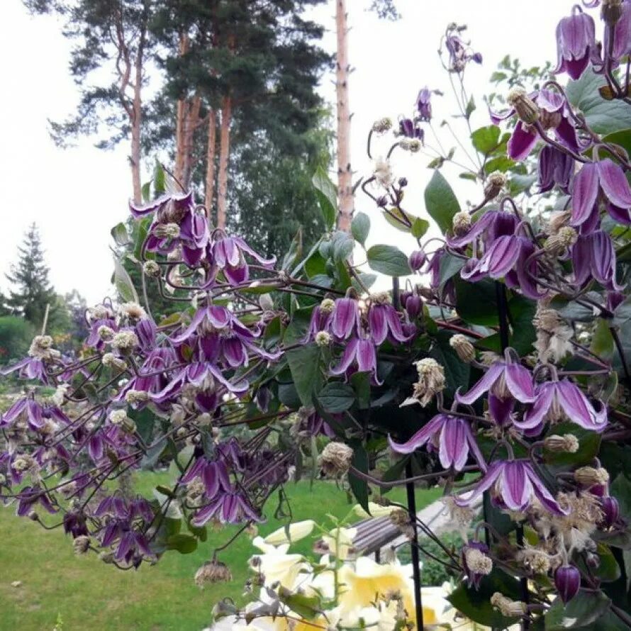 Клематис Ян Карски (Clematis Jan Karski) купить в Москве по низкой цене из питом
