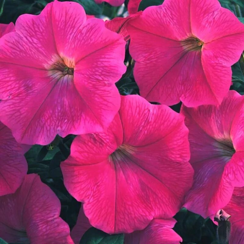 Петуния рамблин f1 салмон капри. Петуния ампельная рамблин salmon capri. Рамблин салмон капри. Петуния рамблин салмон. Рамблин салмон капри.