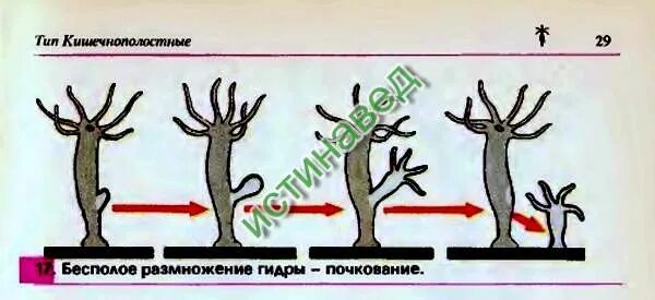 Бесполое размножение кишечнополостных. Почкование гидры это бесполое размножение. размножение гидры почкованием. бесполое размножение гидры. гидра размножается почкованием.