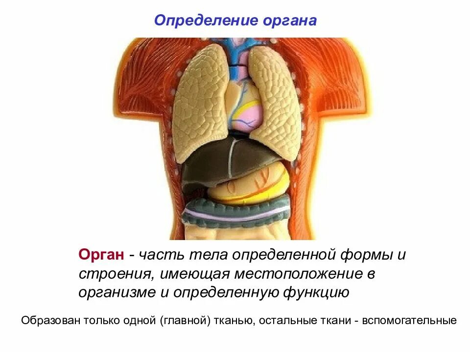 Орган определение анатомия. Орган определение. что такое орган человека определение. определение органа и системы органов. орган определение биология.