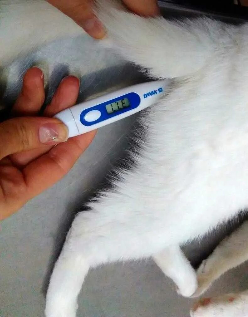 Температура кошки 39 5. Измерение температуры у собак. Термометрия кошки. Кошка с градусником. Измерение температуры у кошек.