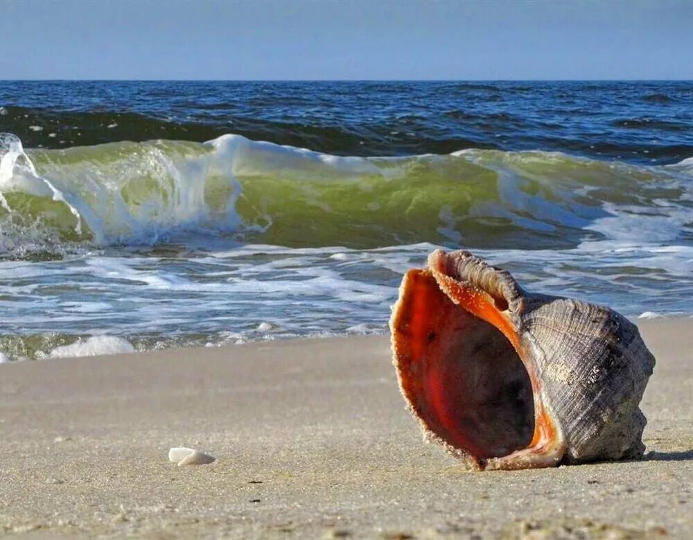 Слушать песню шум моря. Ракушки черного моря. Море шумит. Шум моря. Шум прибоя.