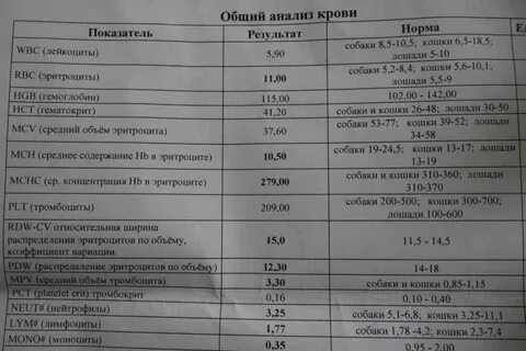 Анализ мочи кошки