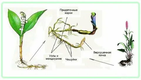 Отличается корень