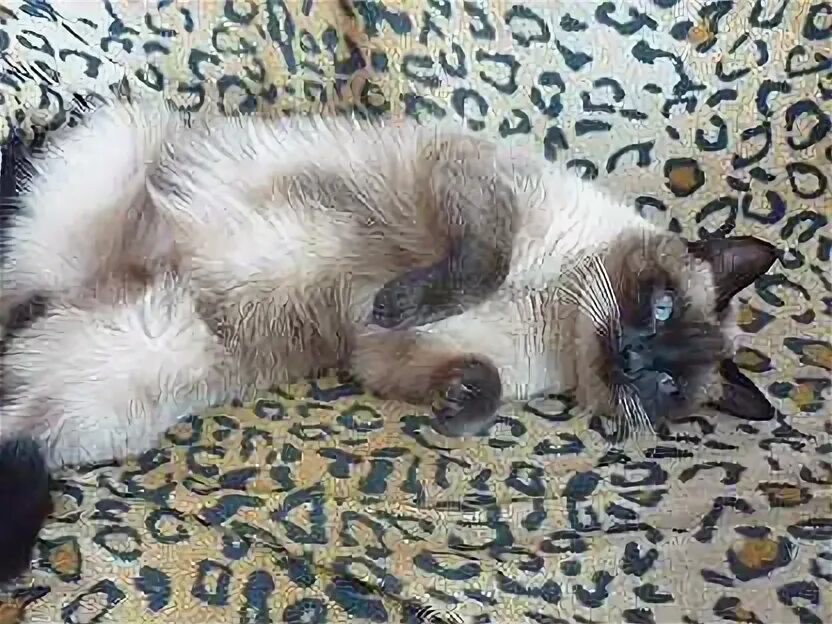 Сиамские котята новосибирск. Сиамская кошка гладкошерстная. Сиамские котята новосибирск. Сиамские тайские котята. Сиамские котята новосибирск.